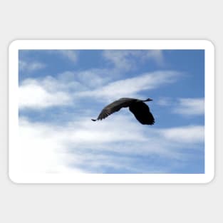 Great Blue Heron Flying Past the Clouds Above Trojan Pond 2 Sticker